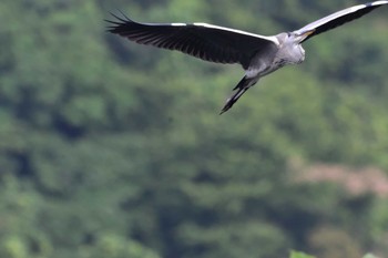 アオサギ 長浜公園 2022年7月12日(火)