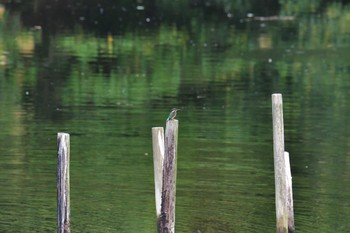 カワセミ 長浜公園 2022年7月12日(火)