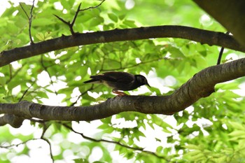 ムクドリ 長浜公園 2022年7月12日(火)