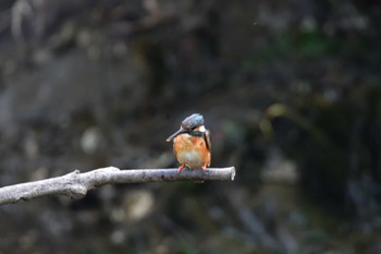 カワセミ 長浜公園 2022年7月12日(火)