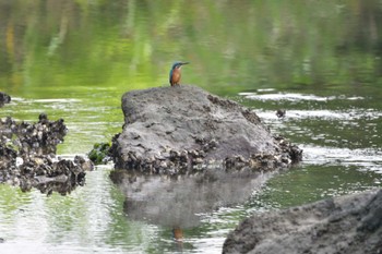 カワセミ 長浜公園 2022年7月12日(火)