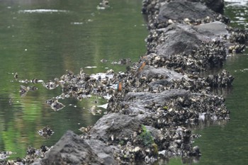 カワセミ 長浜公園 2022年7月12日(火)