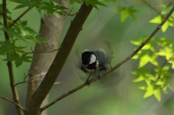 シジュウカラ 奈良N公園 2022年7月11日(月)