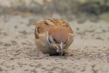 スズメ 大井ふ頭中央海浜公園(なぎさの森) 2022年7月9日(土)