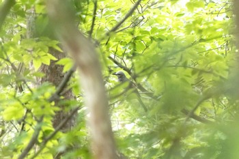 ヒヨドリ 兵庫県立一庫公園 2022年7月10日(日)