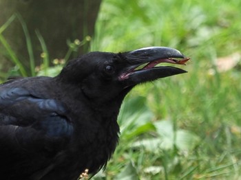 Large-billed Crow 横浜公園 Tue, 7/12/2022