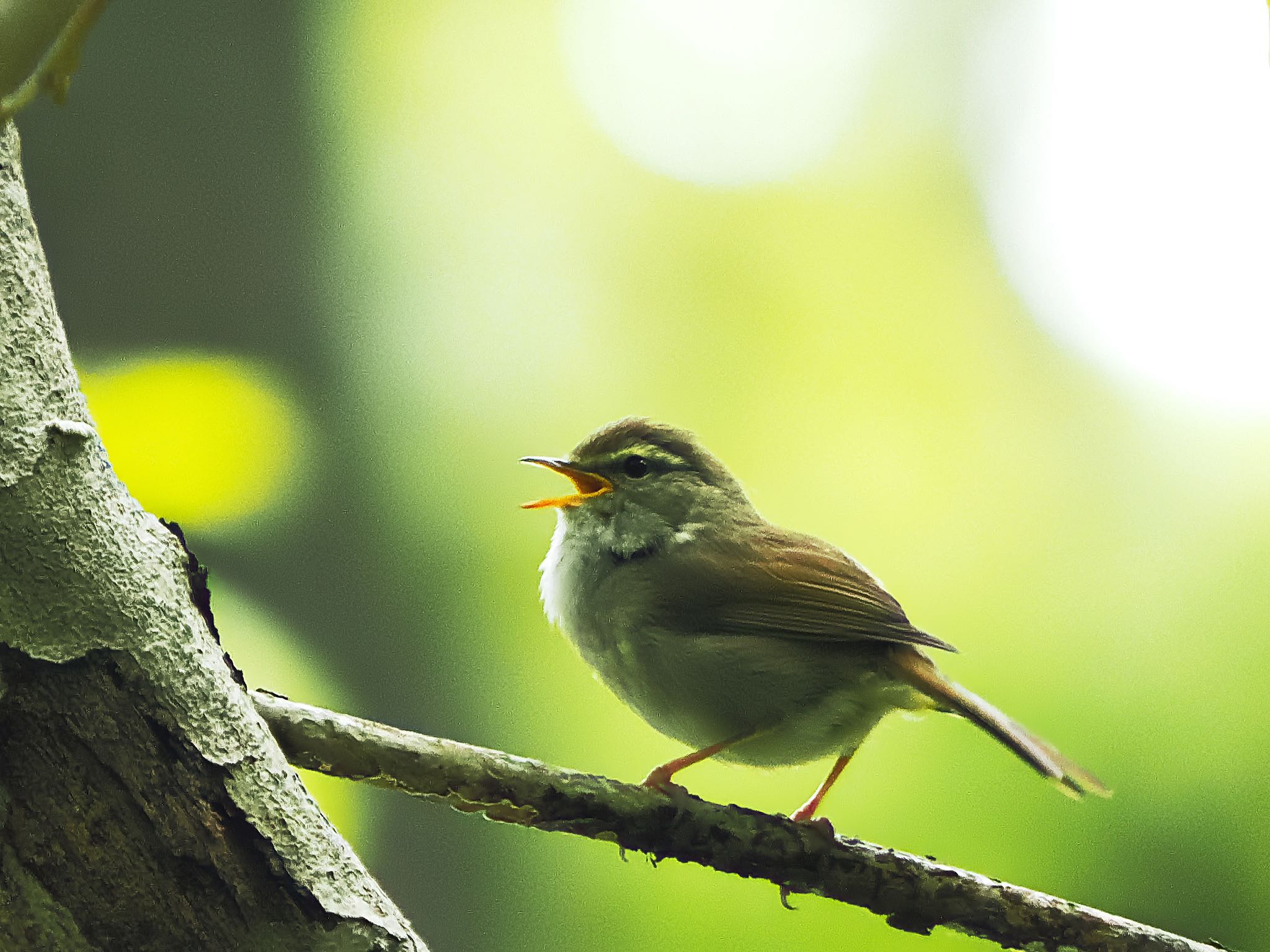 Japanese Bush Warbler