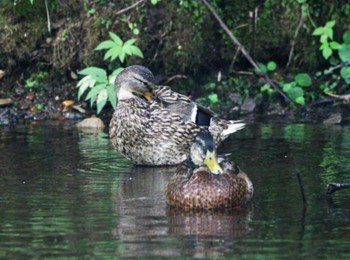 マガモ 青葉公園(千歳市) 2022年7月12日(火)