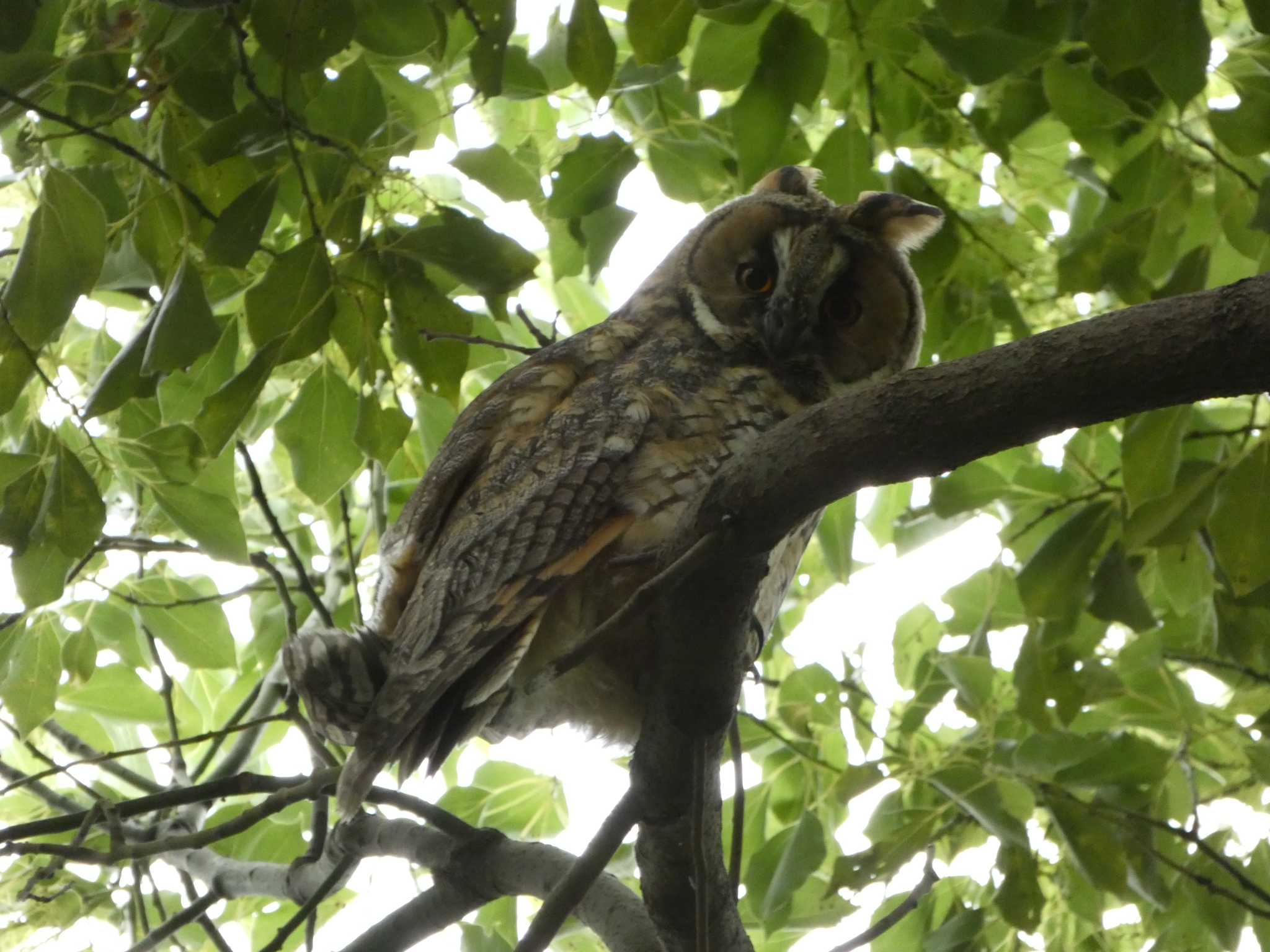 渡良瀬遊水地 トラフズクの写真 by このはずく