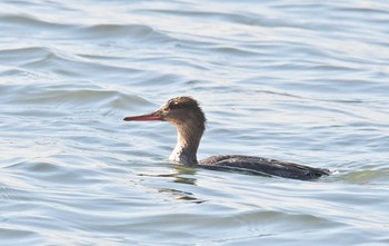 ウミアイサ 葛西臨海公園 2018年1月12日(金)