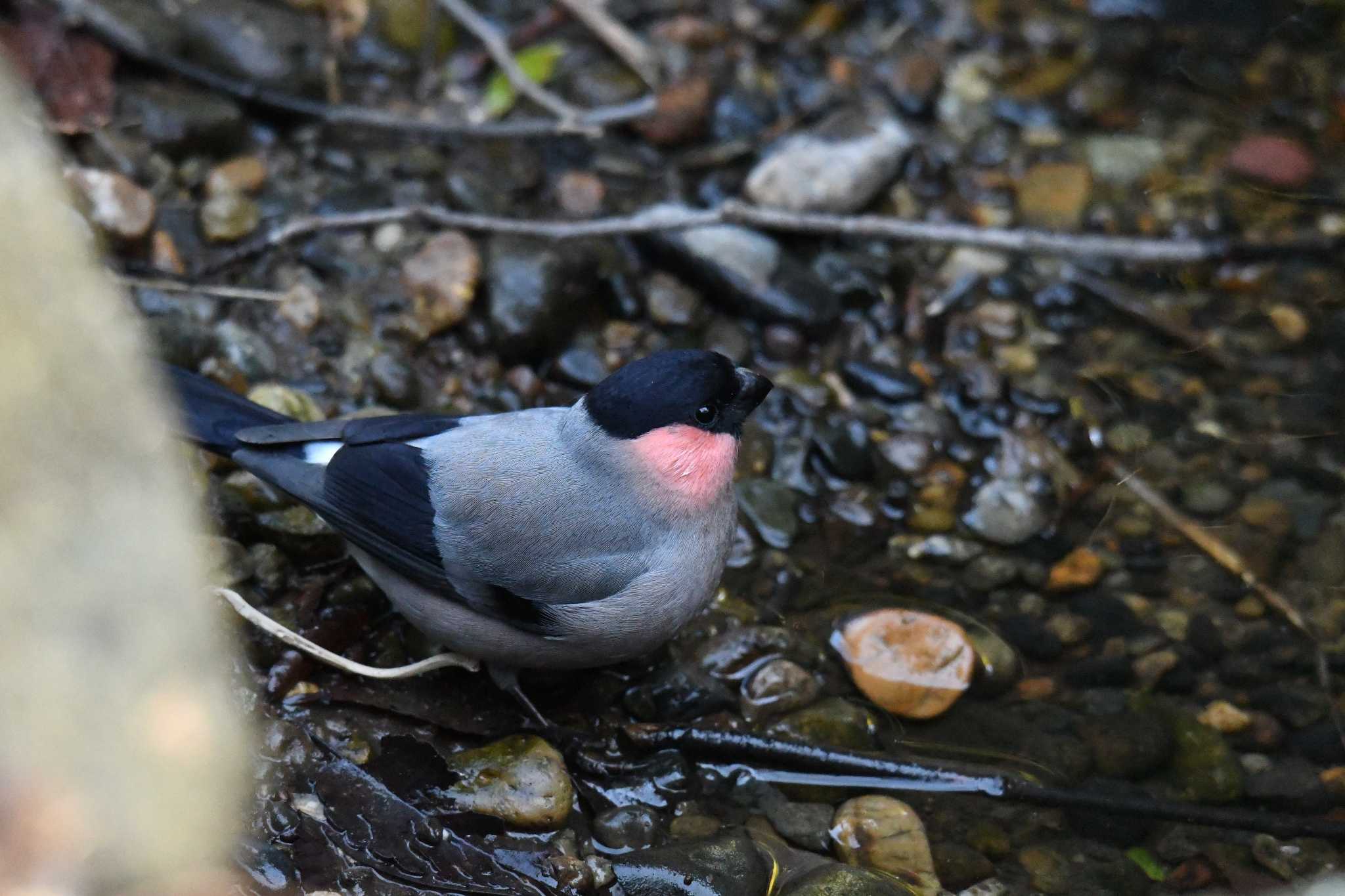 Photo of Eurasian Bullfinch at Kasai Rinkai Park by あひる