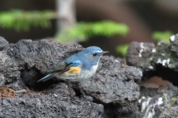 ルリビタキ 奥庭荘(富士山) 2022年7月1日(金)