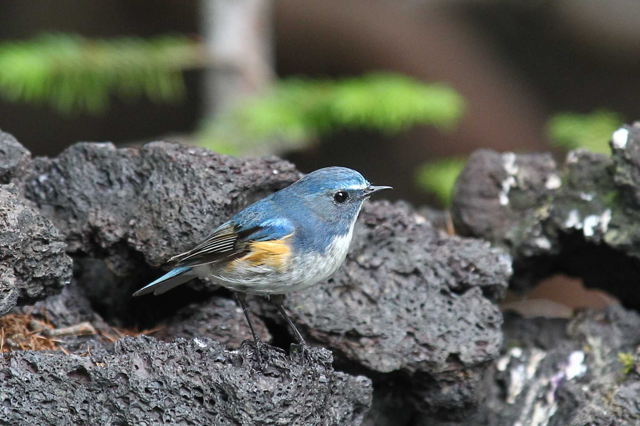 Photo of Red-flanked Bluetail at Okuniwaso(Mt. Fuji) by ピースケ