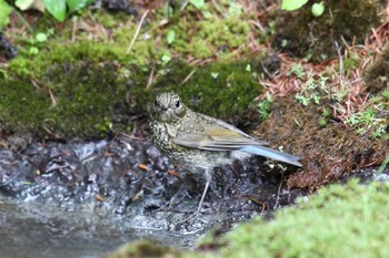 Red-flanked Bluetail Okuniwaso(Mt. Fuji) Fri, 7/1/2022