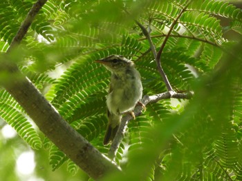 Eastern Crowned Warbler 奥四万湖 Sun, 7/10/2022