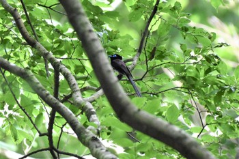 サンコウチョウ 八王子城跡 2022年7月12日(火)