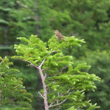 Olive-backed Pipit 富士山須走口五合目 Tue, 7/12/2022