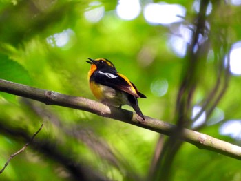 Sat, 7/2/2022 Birding report at 富士山麓