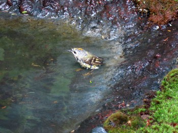 Sat, 7/9/2022 Birding report at Okuniwaso(Mt. Fuji)