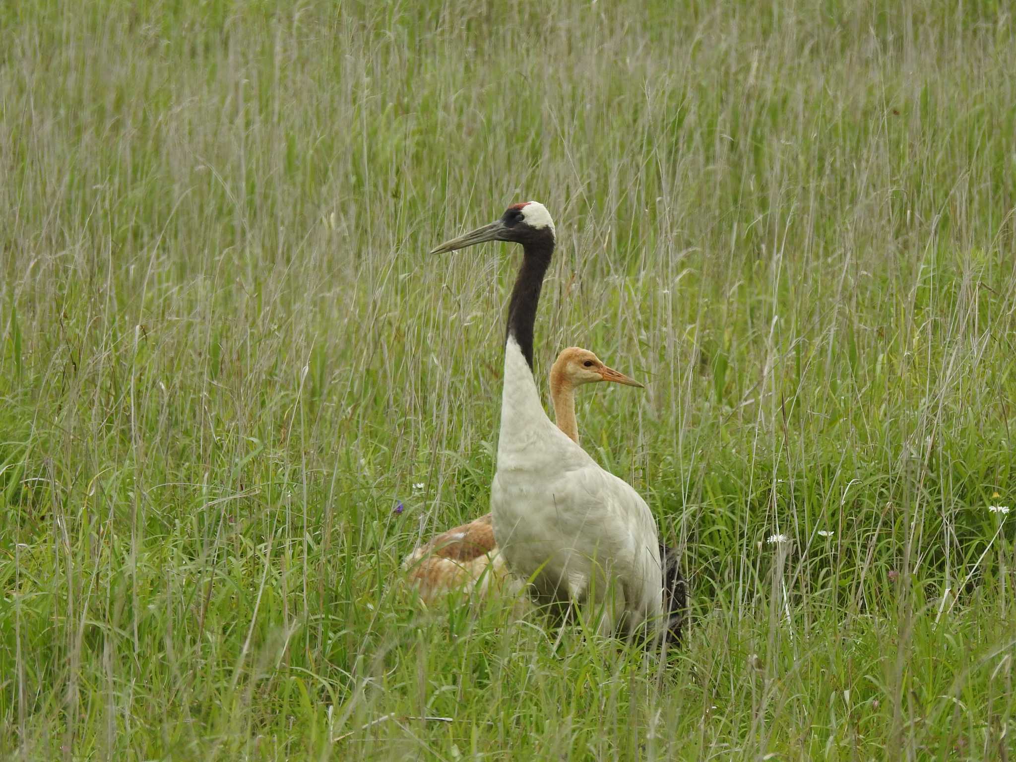 Photo of Red-crowned Crane at 風連湖(走古丹) by とーふ