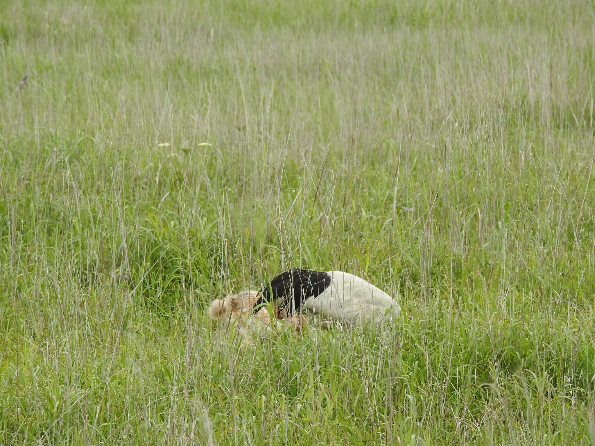 Red-crowned Crane