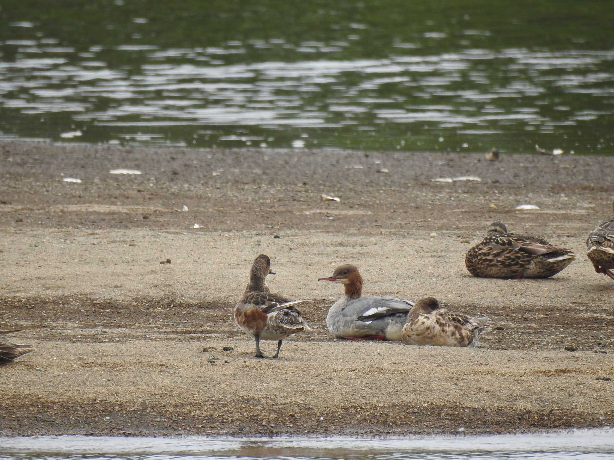 Photo of Common Merganser at 風連湖(走古丹) by とーふ