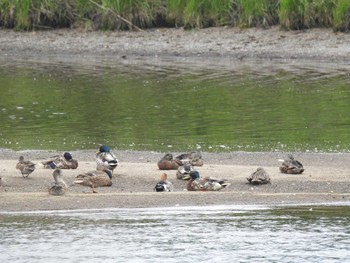 Mallard 風連湖(走古丹) Sat, 7/9/2022