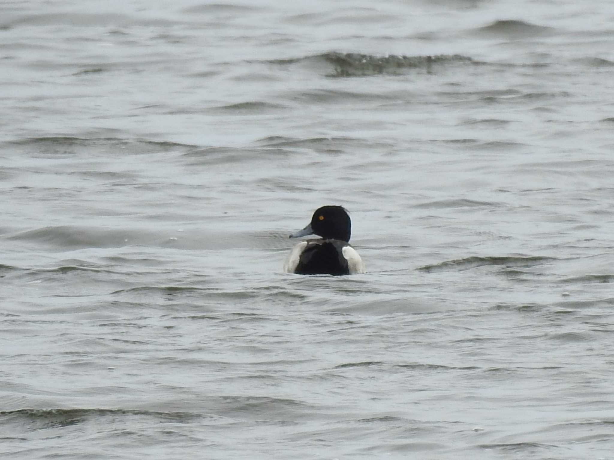 Tufted Duck