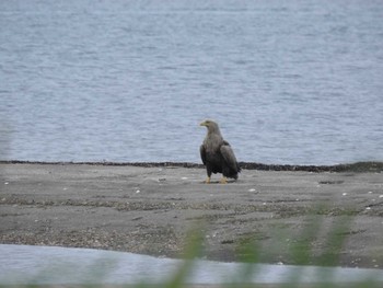 White-tailed Eagle 風連湖(走古丹) Sat, 7/9/2022