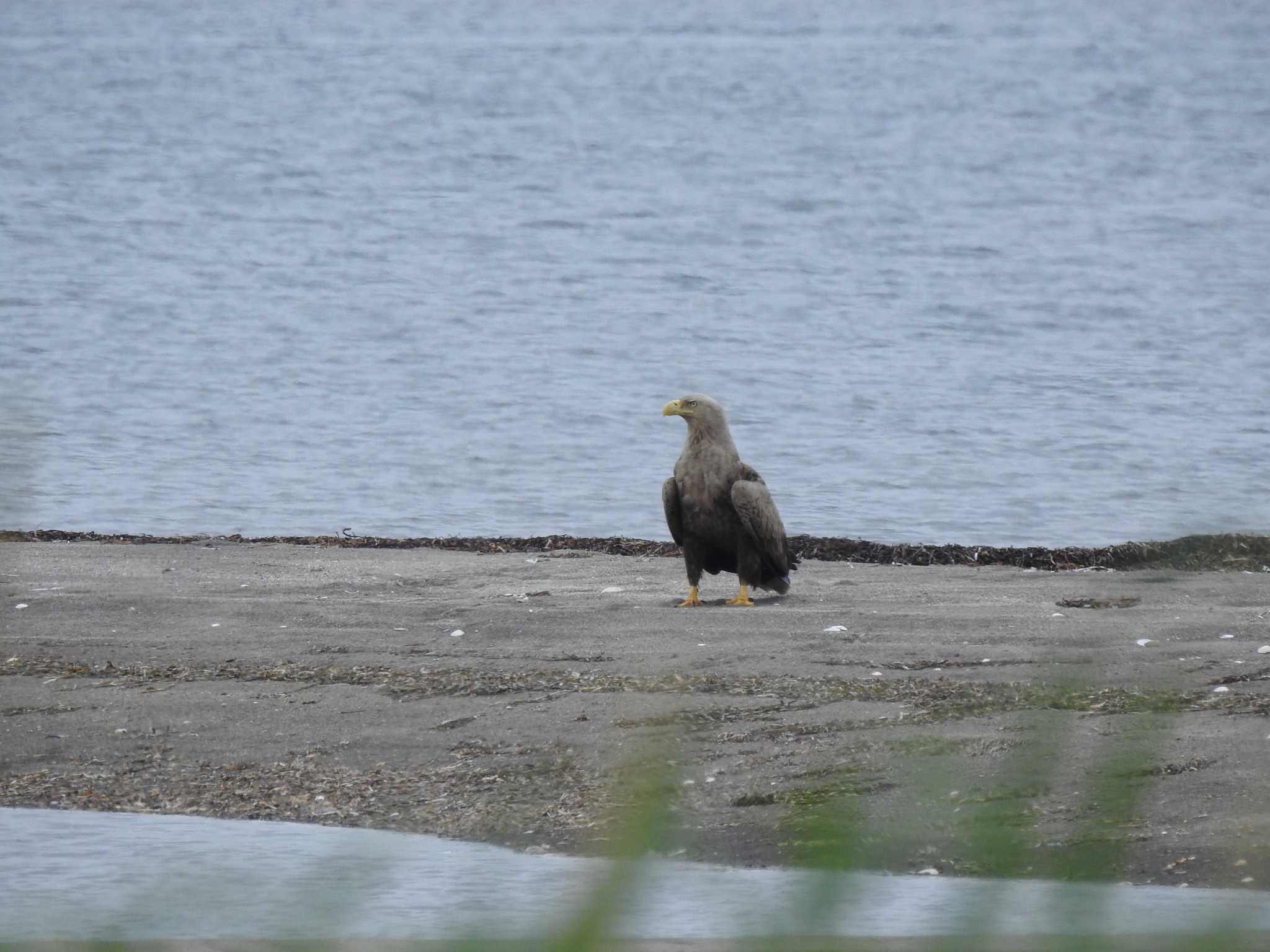 White-tailed Eagle