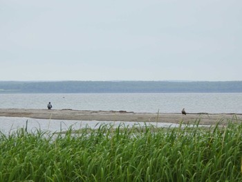 White-tailed Eagle 風連湖(走古丹) Sat, 7/9/2022