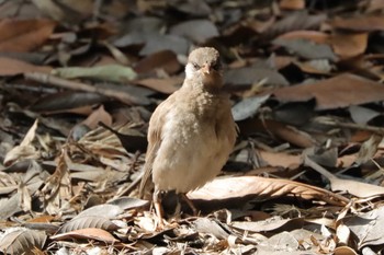 未同定 東京港野鳥公園 2022年7月10日(日)