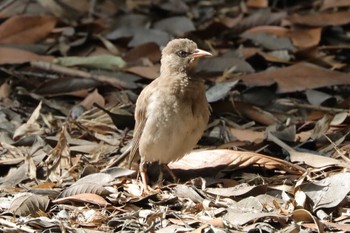 未同定 東京港野鳥公園 2022年7月10日(日)