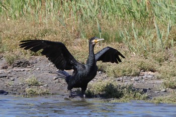 カワウ 東京港野鳥公園 2022年7月10日(日)