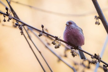 Siberian Long-tailed Rosefinch Hayatogawa Forest Road Wed, 1/10/2018