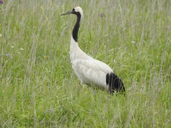 Red-crowned Crane 風連湖(走古丹) Sat, 7/9/2022