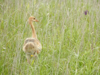 Red-crowned Crane 風連湖(走古丹) Sat, 7/9/2022