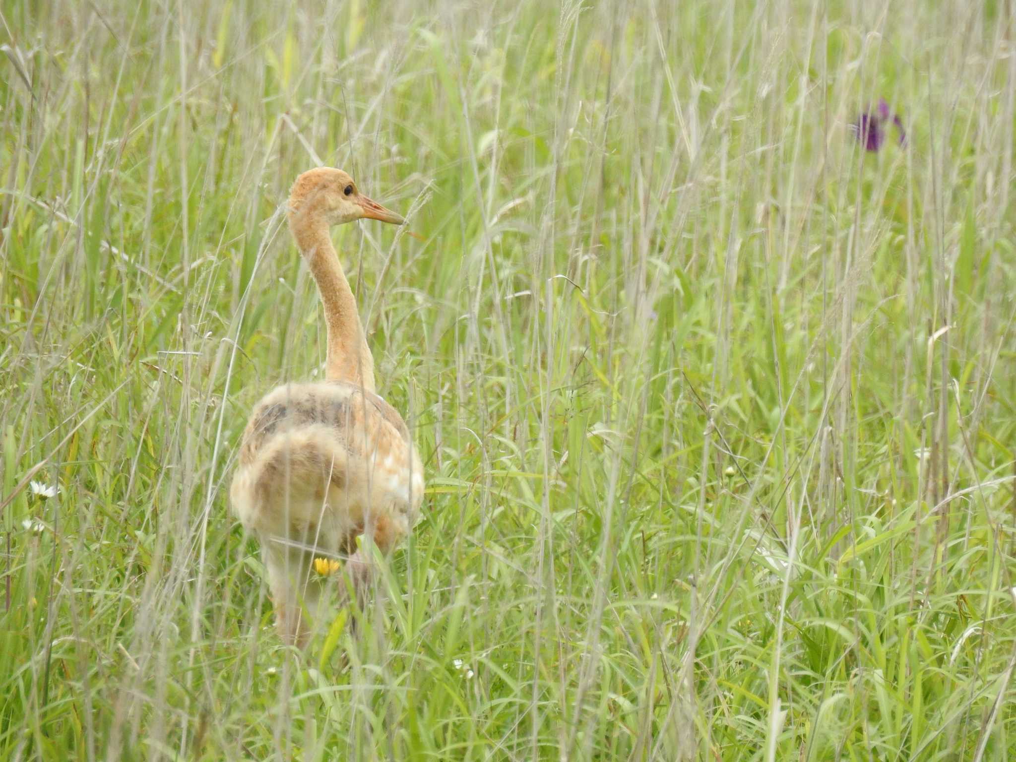 Red-crowned Crane