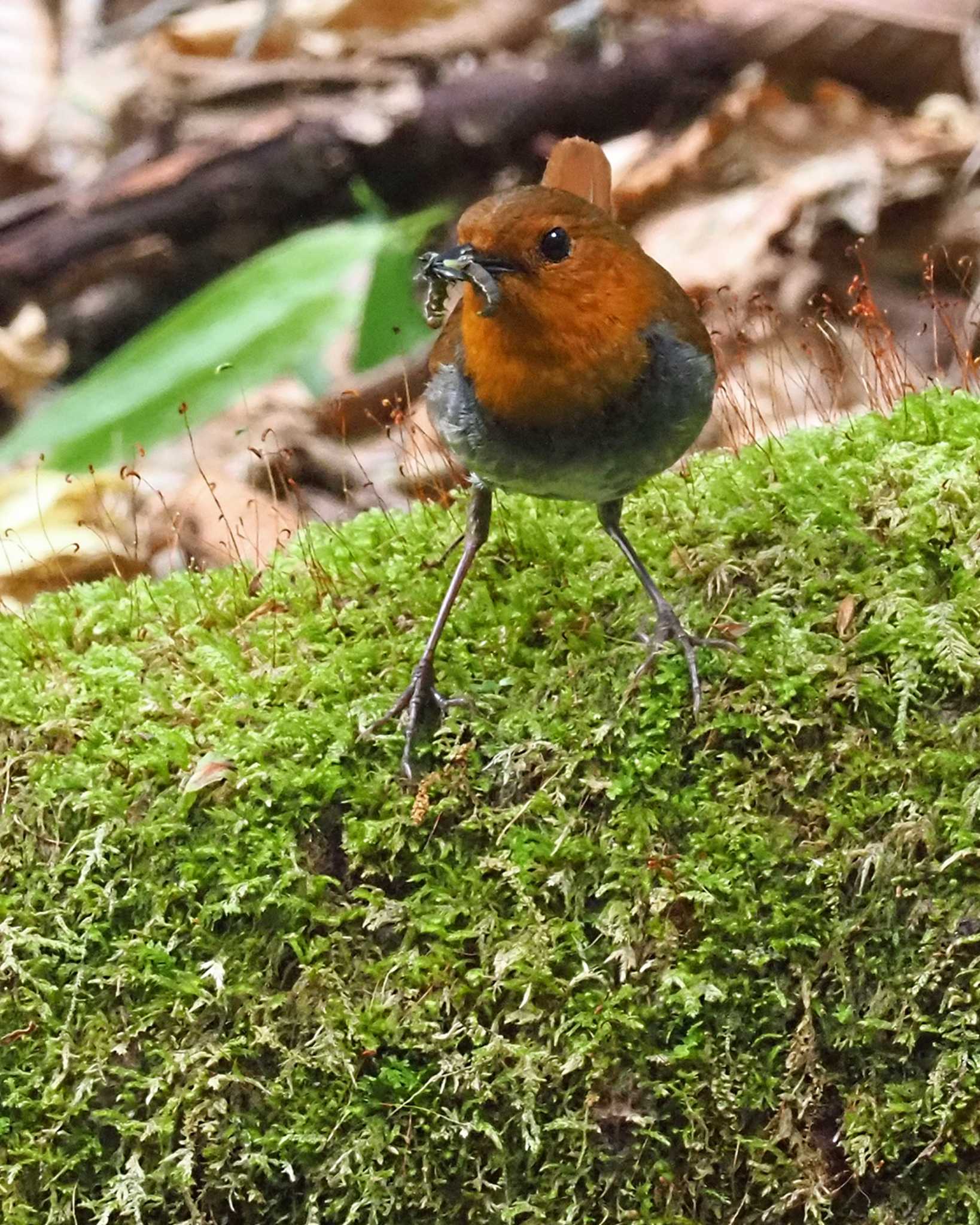 Japanese Robin