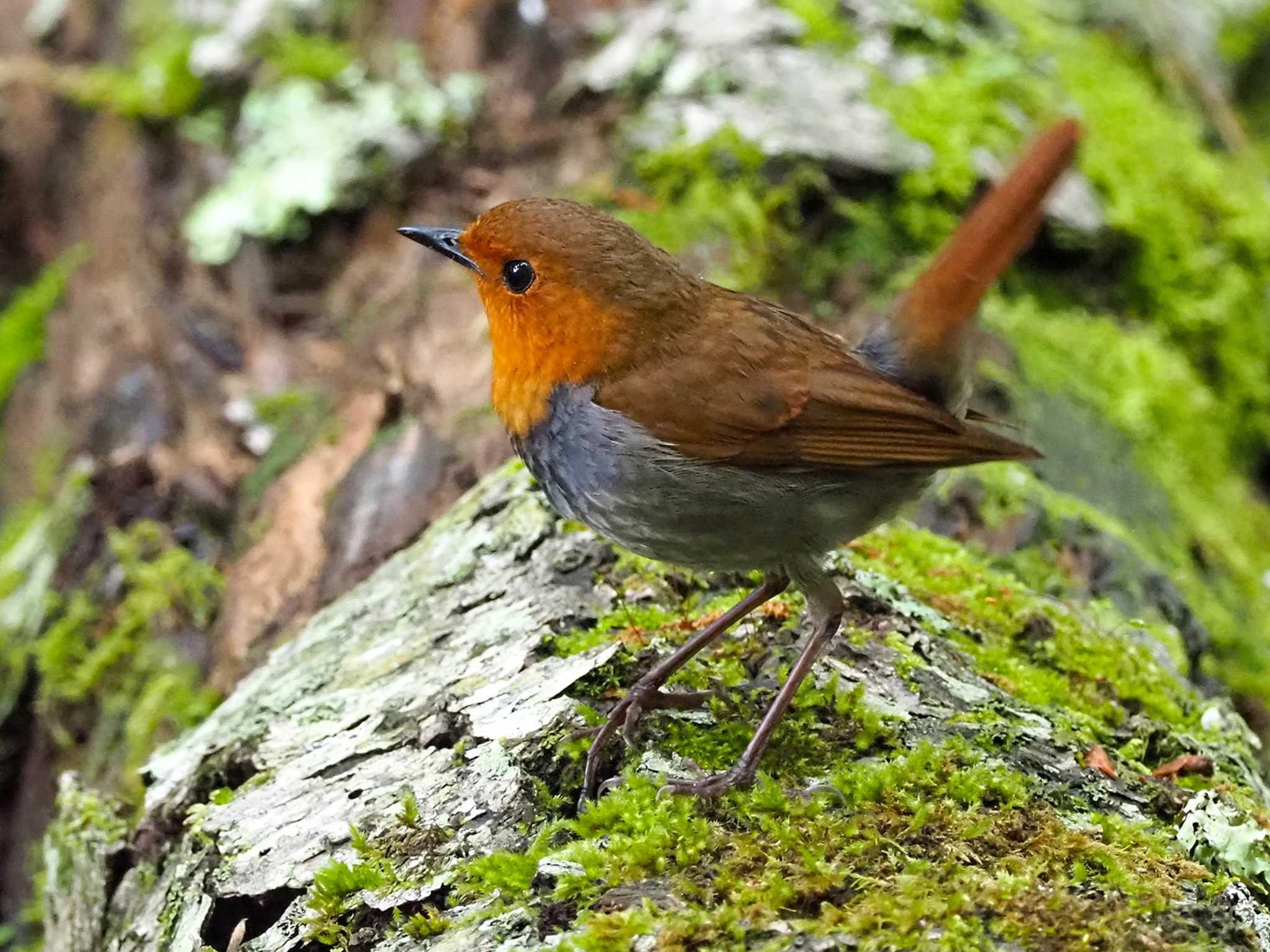 Japanese Robin