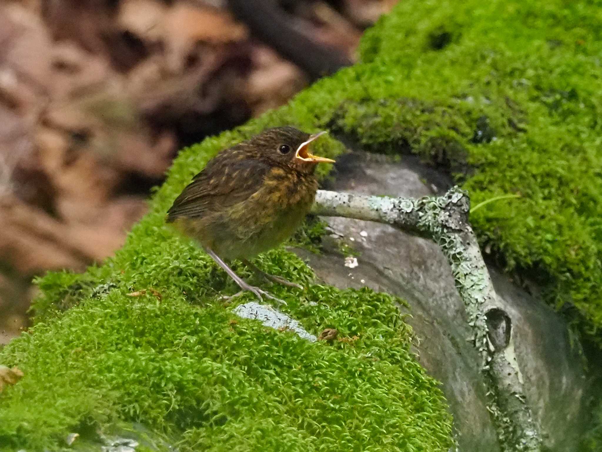 Japanese Robin