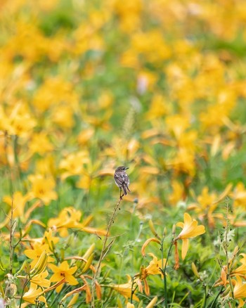 ノビタキ 長野県 2022年7月12日(火)