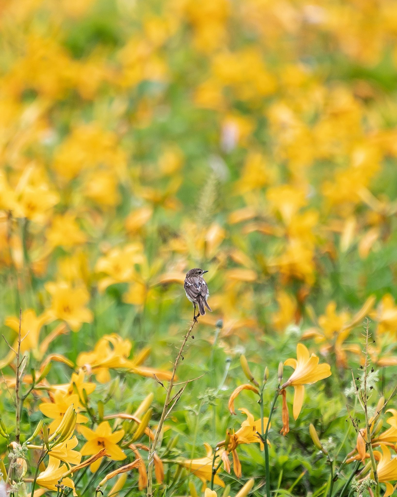 長野県 ノビタキの写真 by アカウント3369