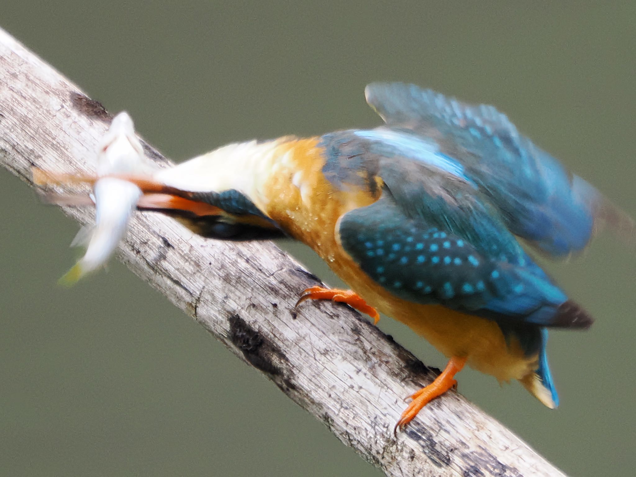 Common Kingfisher