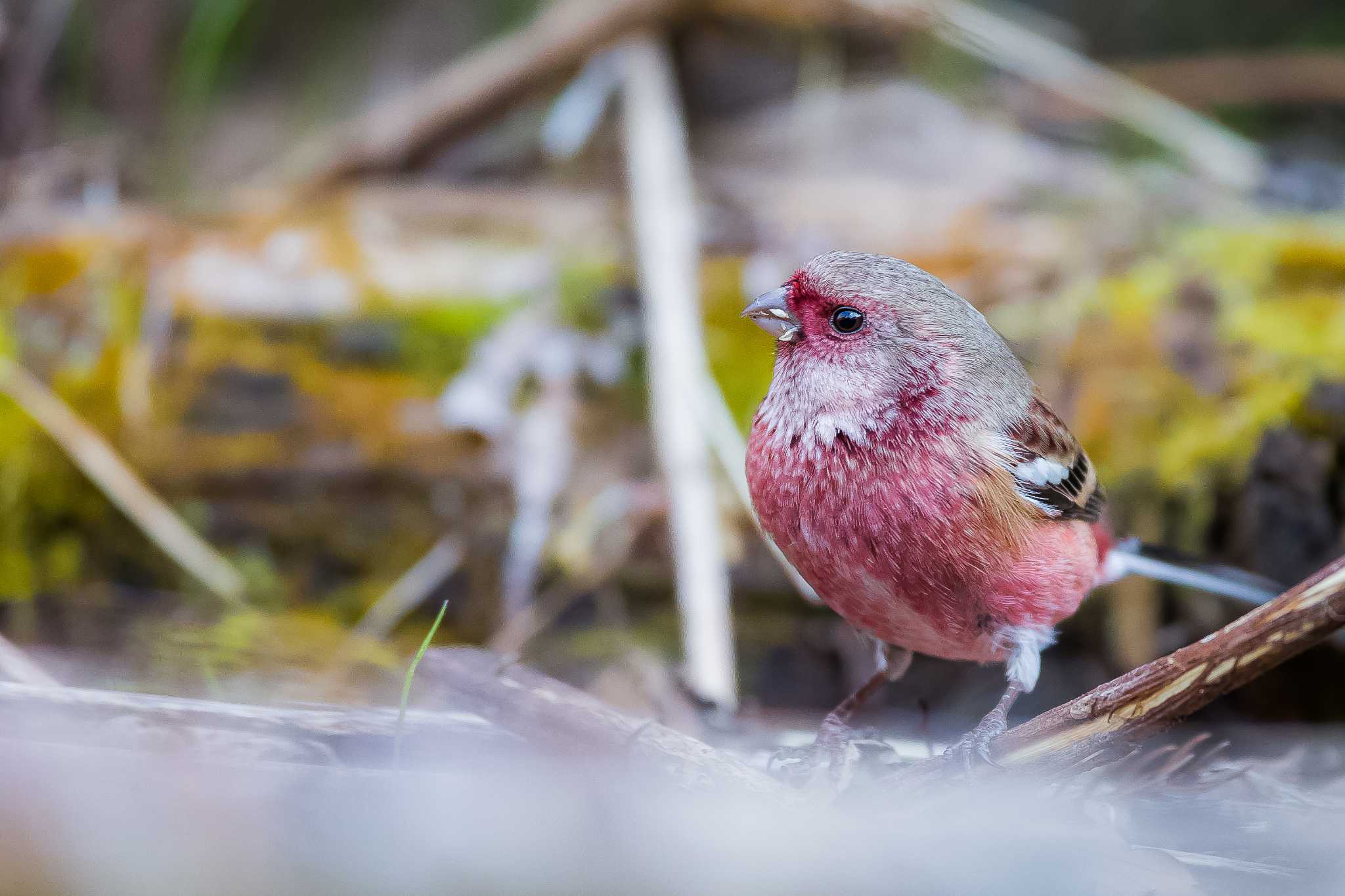 早戸川林道 ベニマシコの写真 by ITO NAOTO