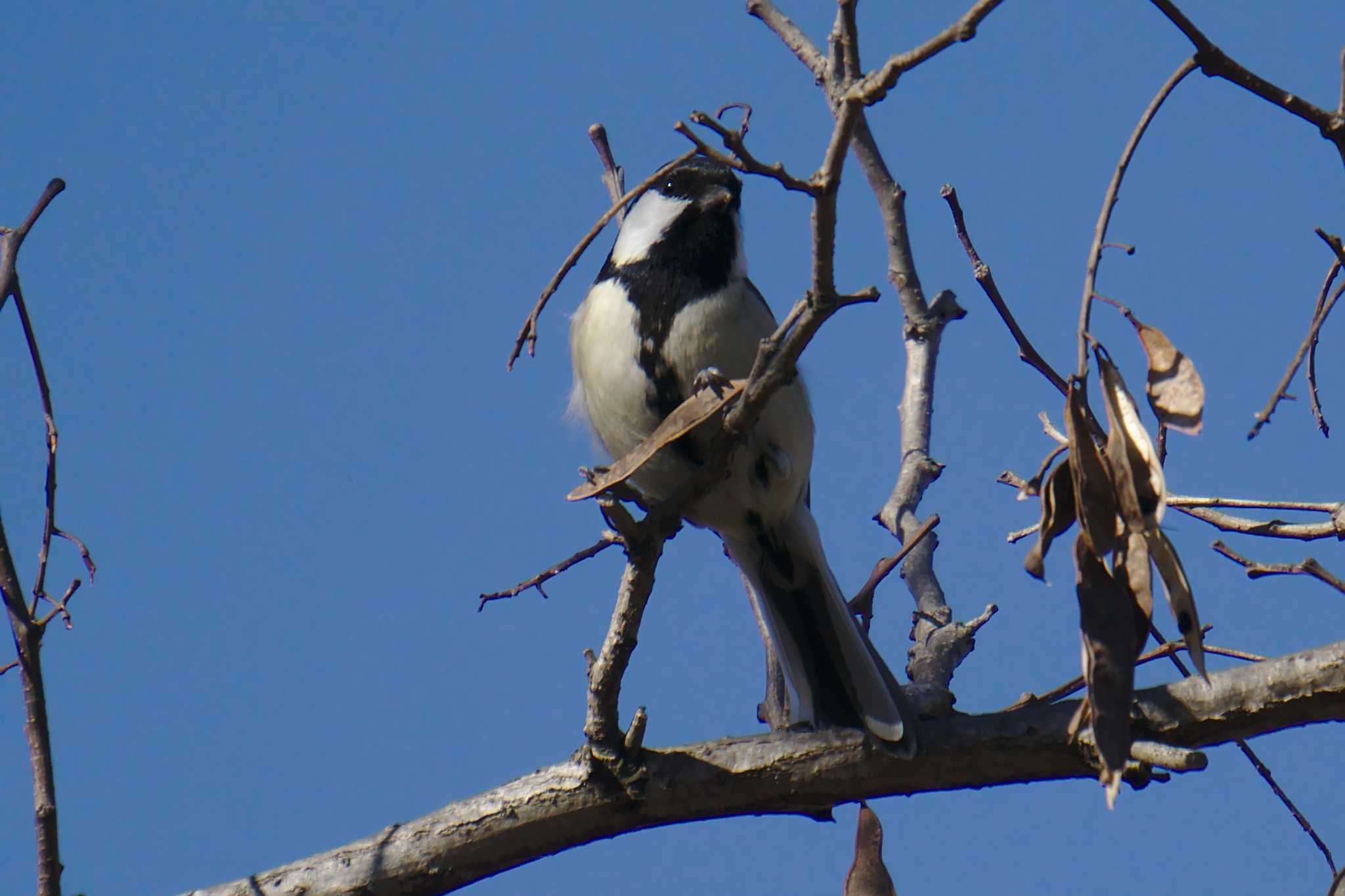 Photo of Japanese Tit at 多摩川二ヶ領宿河原堰 by さすらう葦