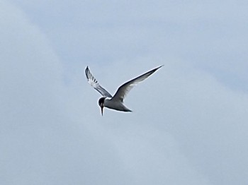 Little Tern Minatomirai Tue, 7/12/2022