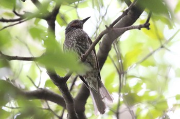 ヒヨドリ 明石公園 2022年5月26日(木)