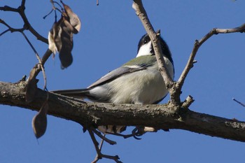 Japanese Tit 多摩川二ヶ領宿河原堰 Sat, 1/13/2018