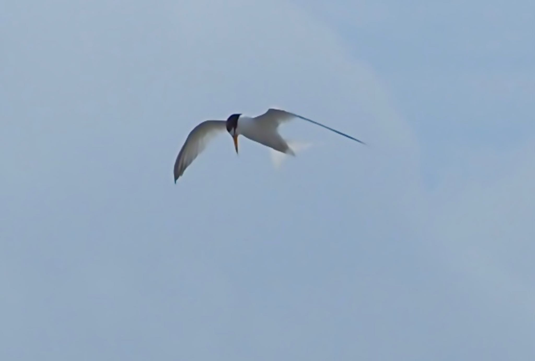 Photo of Little Tern at Minatomirai by カルル